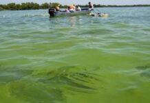 Especialista advierte que este verano podría tener más cianobacterias en el río Uruguay que el anterior