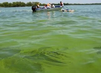 Especialista advierte que este verano podría tener más cianobacterias en el río Uruguay que el anterior