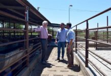 Comenzó la faena de ovinos en Gualeguay para una nueva exportación a Kuwait