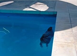 Un carpincho ingresó a una pileta de un complejo termal de Chajarí y fue rescatado por bomberos