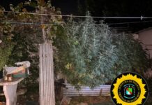 Violencia de género: recuperaron una moto robada y hallaron plantas de marihuana en una vivienda