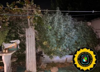 Violencia de género: recuperaron una moto robada y hallaron plantas de marihuana en una vivienda