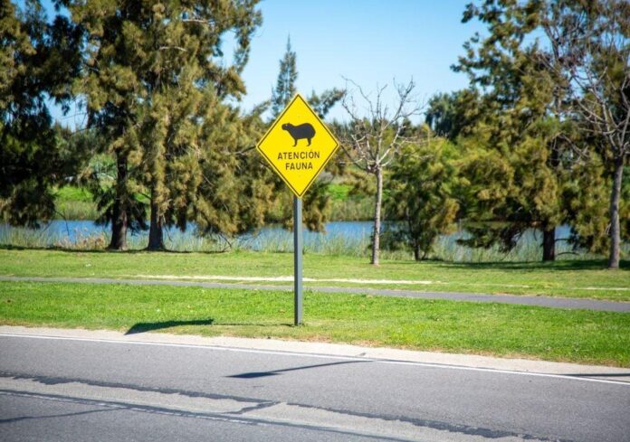 quien-invade-a-quien-carpinchos-nordelta-y-el-avance-sobre-los-humedales-1768277579155_1024_jpg_75