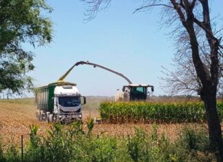 Semana decisiva para la soja con calor extremo y lluvias erráticas en la región núcleo