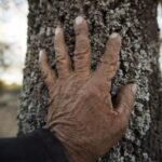 Mano indígena árbol