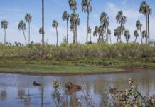 Inauguran una muestra por el 60° aniversario del parque nacional El Palmar