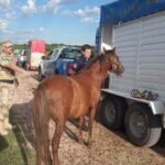 caballos – loteo (1)