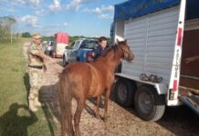 Trasladaron otros tres caballos sueltos en la zona norte de la ciudad