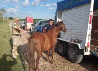 Trasladaron otros tres caballos sueltos en la zona norte de la ciudad