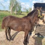 caballos – loteo (2)