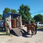 caballos sueltos – bv diaz velez (1)