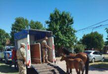 Operativo conjunto para el control de animales sueltos en la vía pública