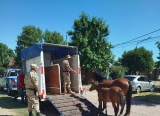 Operativo conjunto para el control de animales sueltos en la vía pública