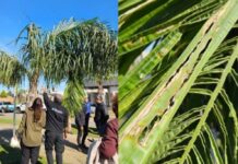 Declaran emergencia fitosanitaria nacional por detección de Picudo Rojo de las Palmeras