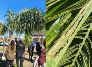 Declaran emergencia fitosanitaria nacional por detección de Picudo Rojo de las Palmeras