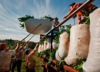 Los yerbateros protestan contra la desregulación y la apertura de importaciones: «Perjudica a los productores más chicos»