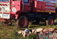 Se produjo un incendio en un galpón de cerdos en Concepción del Uruguay