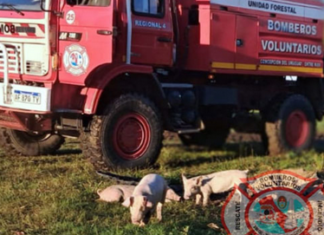 Se produjo un incendio en un galpón de cerdos en Concepción del Uruguay