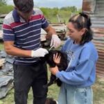Zoonosis 1 (4)