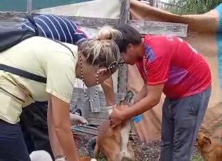 Avanzan las castraciones y operativos de sanidad animal en la ciudad