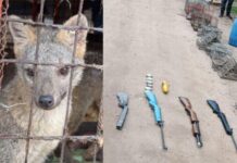 Golpe al tráfico de fauna en Colón: allanaron una vivienda y rescataron aves y animales silvestres