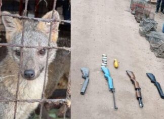Golpe al tráfico de fauna en Colón: allanaron una vivienda y rescataron aves y animales silvestres