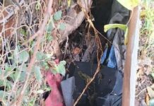 Allanamiento tras robo de moto: secuestraron evidencia y plantas de marihuana