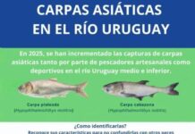 CARU pide no devolver al río las carpas asiáticas capturadas