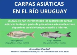 CARU pide no devolver al río las carpas asiáticas capturadas