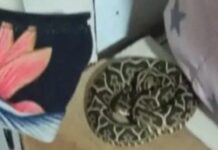 Rescataron una yarará hallada en la cama de una niña en Barrio El Bosque