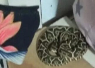 Rescataron una yarará hallada en la cama de una niña en Barrio El Bosque