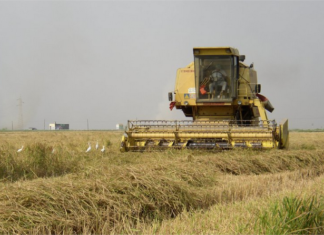 La superficie sembrada con arroz en Entre Ríos cayó 19%