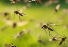 Entre Ríos registró un caso de hantavirus y dos de chikungunya