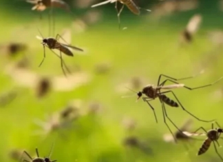 Entre Ríos registró un caso de hantavirus y dos de chikungunya