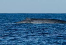 Histórico avistamiento de una ballena azul frente a Comodoro Rivadavia