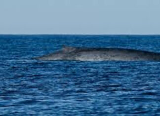 Histórico avistamiento de una ballena azul frente a Comodoro Rivadavia