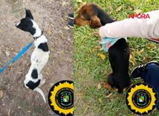Allanamiento en Concepción del Uruguay: resguardan dos perros