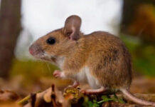 Alerta en crucero por posible brote de hantavirus: tres muertos y varios casos sospechosos