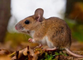 Alerta en crucero por posible brote de hantavirus: tres muertos y varios casos sospechosos