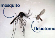 Detectan por primera vez en Entre Ríos flebótomos transmisores de Leishmaniasis en zonas de Concepción del Uruguay
