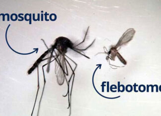 Detectan por primera vez en Entre Ríos flebótomos transmisores de Leishmaniasis en zonas de Concepción del Uruguay