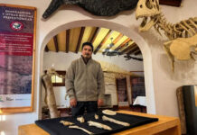 Descubren características únicas en un dinosaurio de la Patagonia