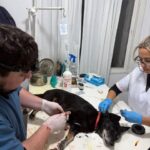 Zoonosis 1