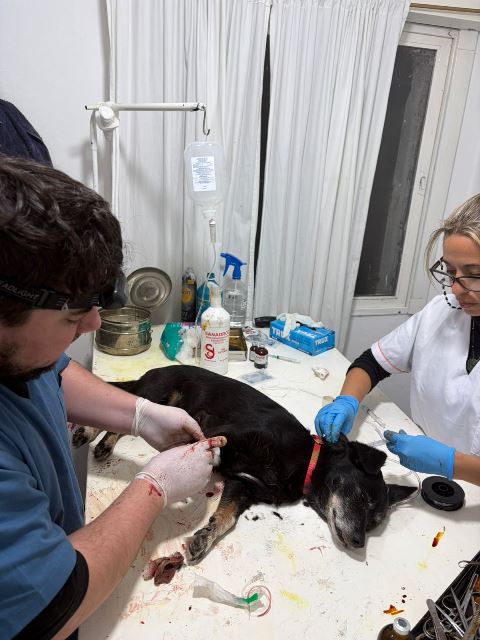 Zoonosis 1