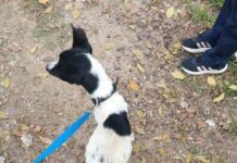 Rescataron dos perros y reabrieron el debate sobre el maltrato animal