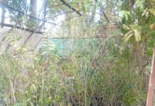 Concepción del Uruguay sumó 300 árboles para reforzar su política de forestación urbana