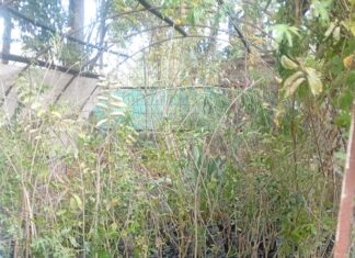Concepción del Uruguay sumó 300 árboles para reforzar su política de forestación urbana