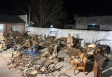 Allanamiento federal en Gualeguaychú: secuestran 29 escopetas y miles de municiones
