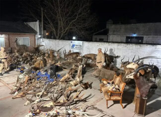 Allanamiento federal en Gualeguaychú: secuestran 29 escopetas y miles de municiones
