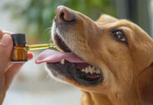 Mendoza creó el primer registro del país para cannabis medicinal veterinario